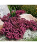 Sedum hybride Plum Dazzled